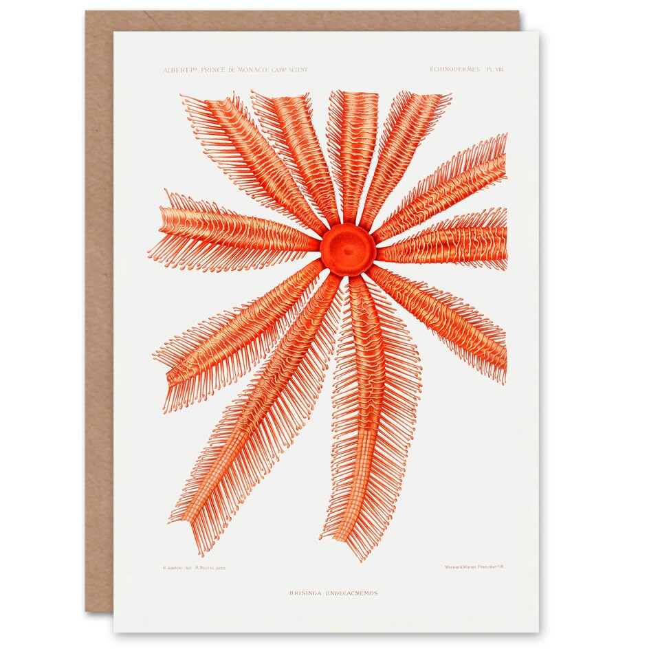 image 1 of Vintage Marine Life Art Card Brisingida Starfish Illustration