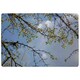 image 1 of Tree Branches & Sky Rug Blue | L