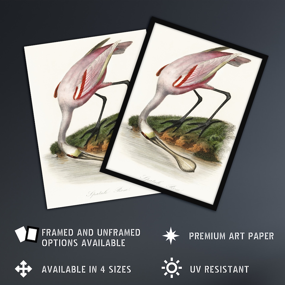 image 1 of Roseate Spoonbill Couaihac Vintage Framed Wall Art Print 12X16"