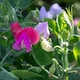 image 9 of Sweet Pea Cupid Mix | Multi | Mixed | Flower Seeds | 1