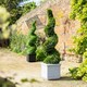 image 5 of Primrose Artificial Grass Topiary Spiral Design Bush 120cm