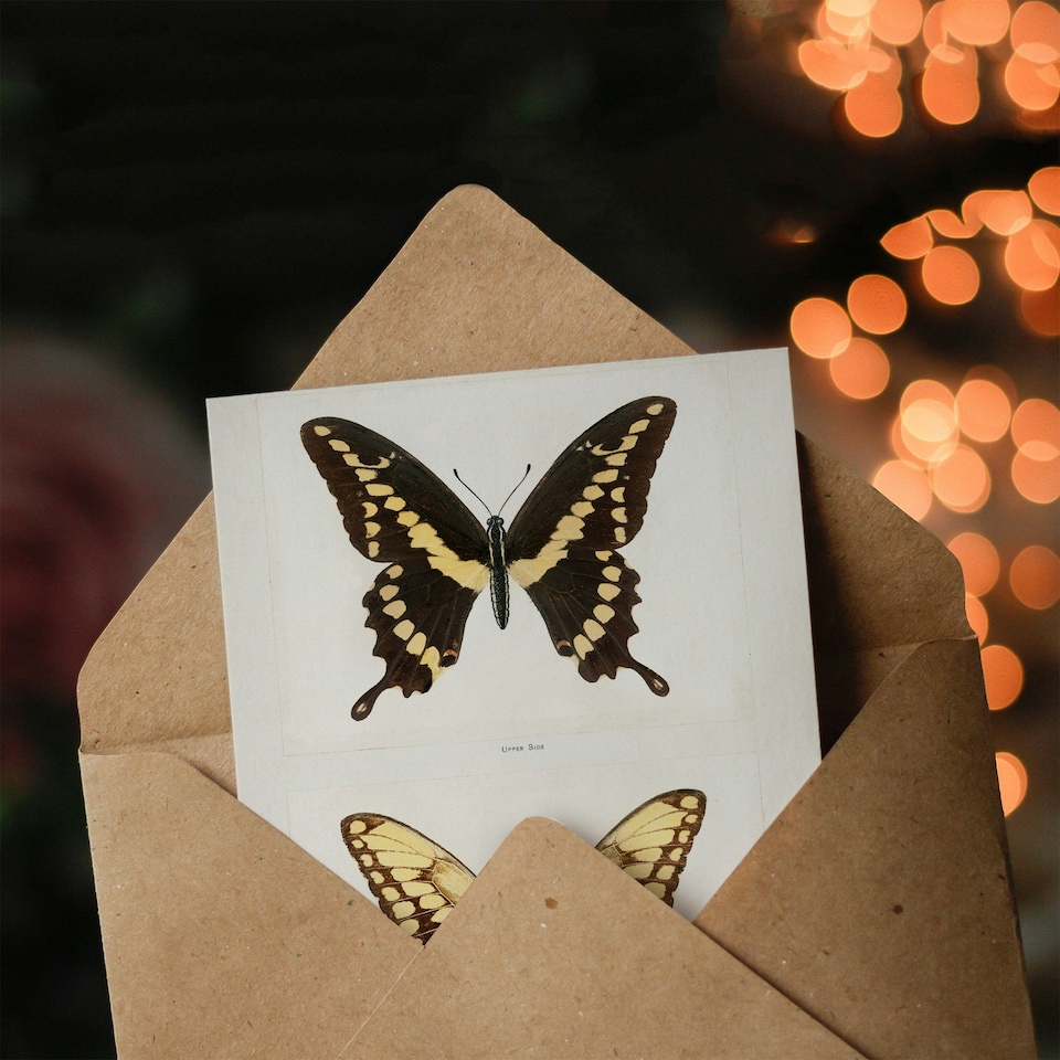 image 1 of Sherman Denton Art Card Giant Swallowtail Butterfly