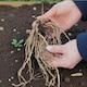 image 2 of Carbeth Plants 9 x Asparagus Crown Pacific Purple Roots for Planting - Premium Quality Vegetable Perennials for Kitchen Gardens & Allotments