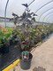 image 1 of 2 Mixed Extra Large Physocarpus Shrubs | Diablo & Lemon Raspberry | in 3 Litre Pots By Direct Plants