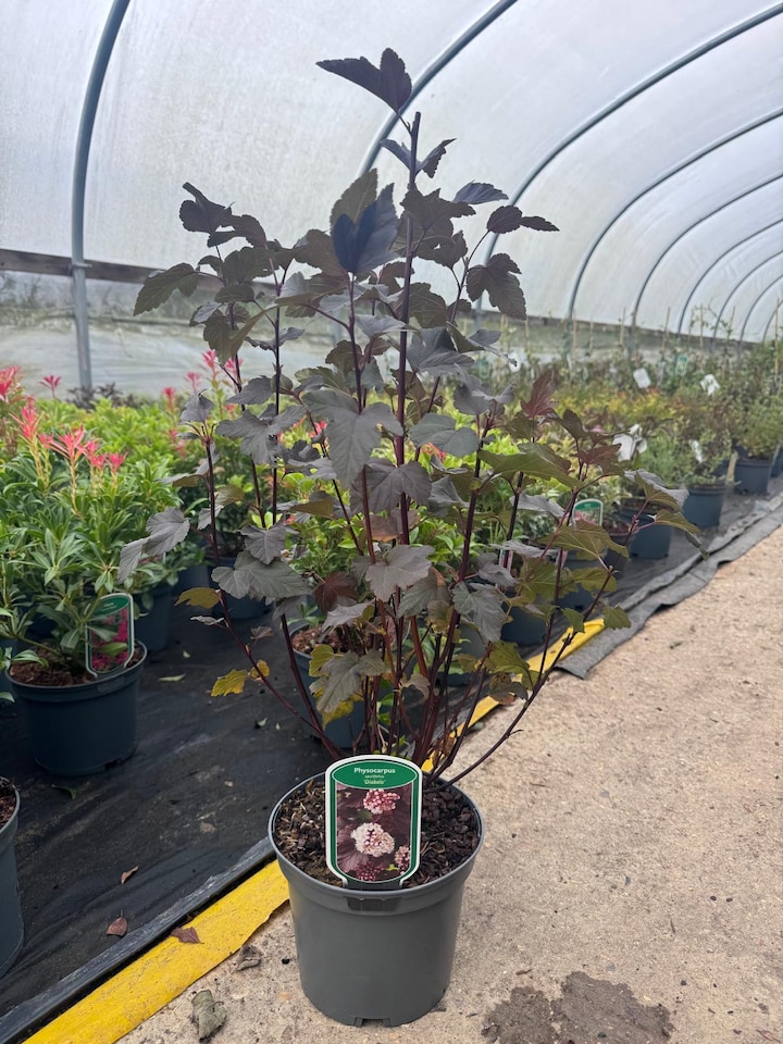 image 1 of 2 Mixed Extra Large Physocarpus Shrubs | Diablo & Lemon Raspberry | in 3 Litre Pots By Direct Plants