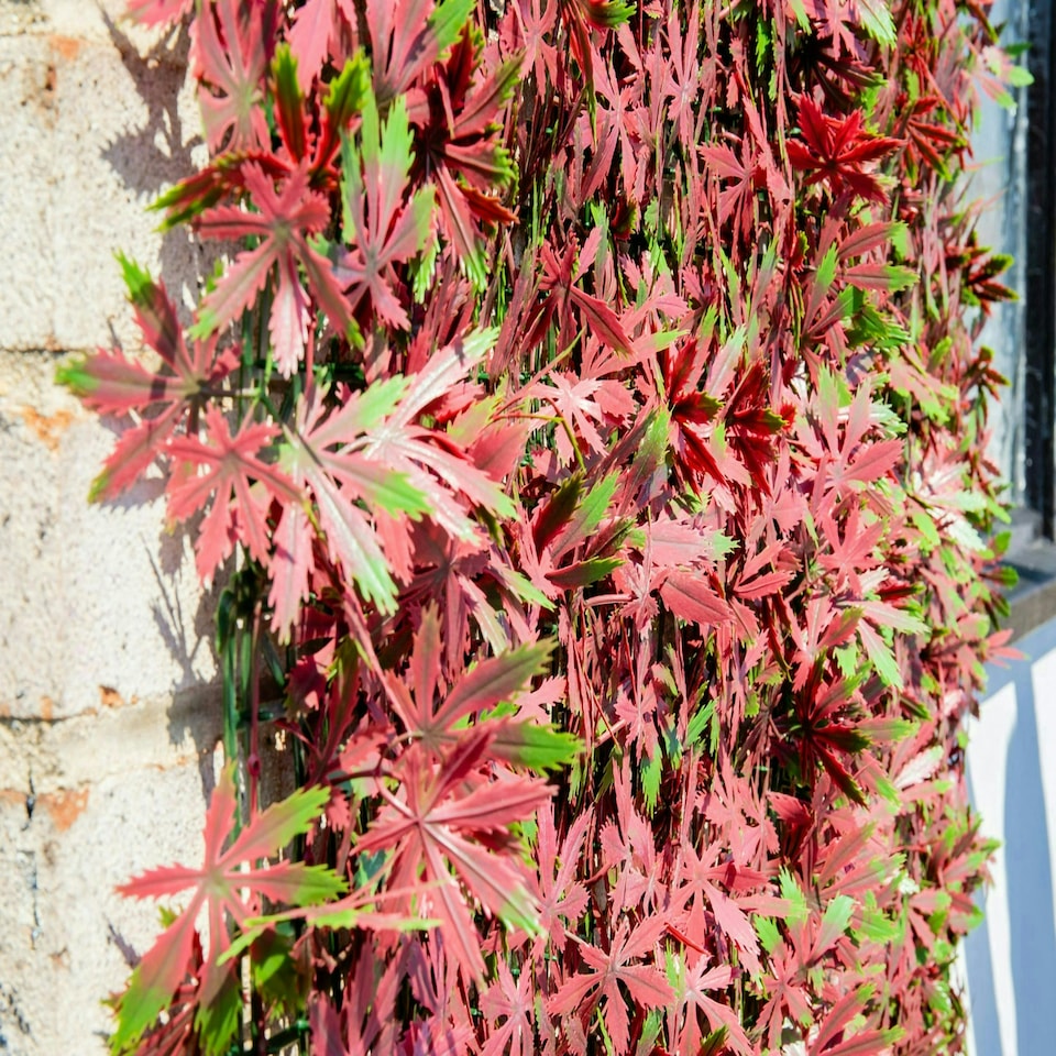 image 1 of Primrose Red Acer Artificial Hedge Garden Patio Panels 50cm x 50cm Set of 4