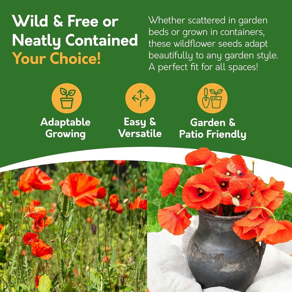 image 1 of Poppy Flower Seeds - Papaver Rhoeas, Field Poppy - 10g