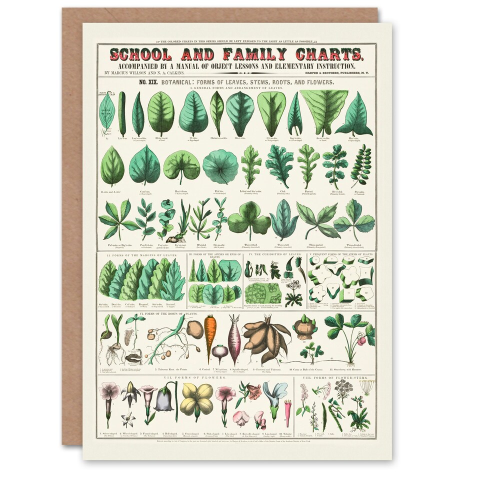 image 1 of Willson and Calkins Art Card Chart No XIX Vintage Botanical