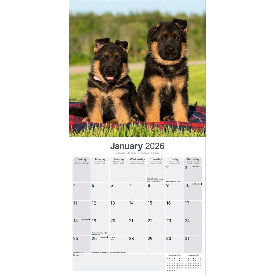 image 1 of German Shepherd 2026 Calendar | Square Wall Calendar | Dog Breed Gift | Plastic Free Packaging | by Avonside Publishing