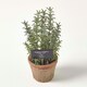 image 7 of Homescapes Artificial Thyme Plant in Decorative Pot