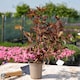 image 4 of Marshalls Garden Physocarpus 'Lady in Red' - 3 x 9cm potted shrubs
