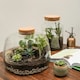 image 10 of Bottle Shape Large Terrarium DIY Kit Clear