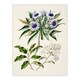 image 1 of New Zealand Teteaweka Plant Flowers Featon Huge Wall Art Print 18X24 In