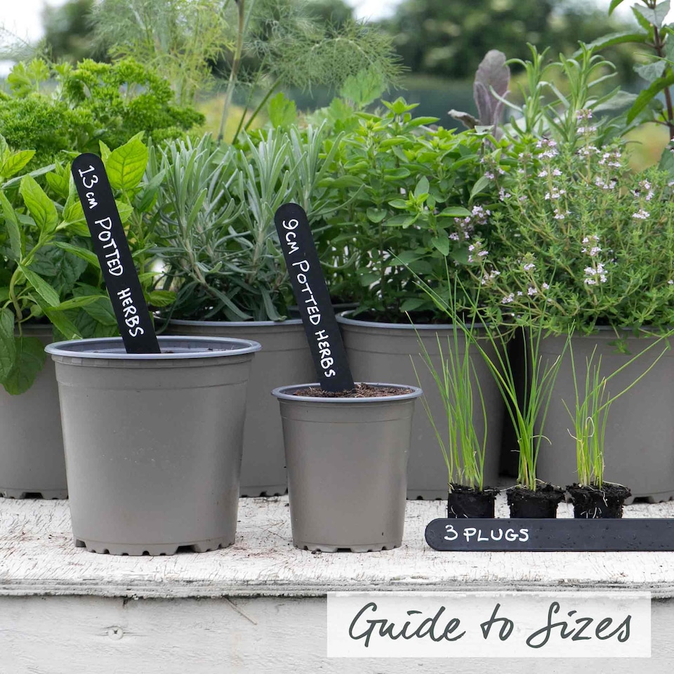 image 1 of Marshalls Garden Garlic Chive Allium tuberosum (3 x 9cm)