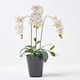 image 1 of Homescapes White Orchid 56 cm Phalaenopsis in Ceramic Pot