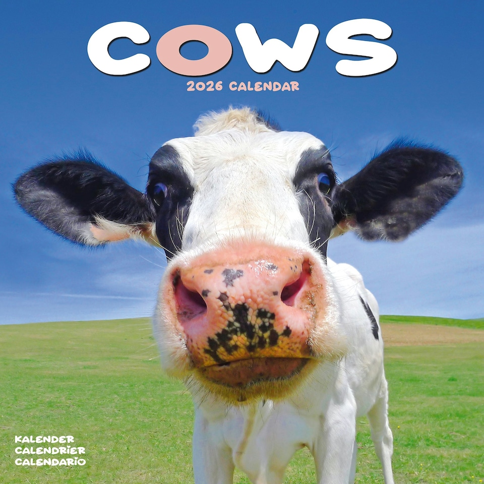 image 1 of Cows 2026 Calendar | Square Wall Calendar | Farm Animal Gift | Plastic Free Packaging | by Avonside Publishing