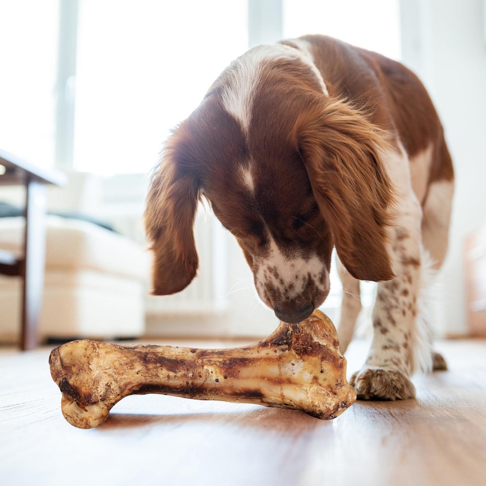 image 1 of Dog Bone Giant Roasted Beef Leg Dog Food Dog Feeding Chew Treats Pack Of 2