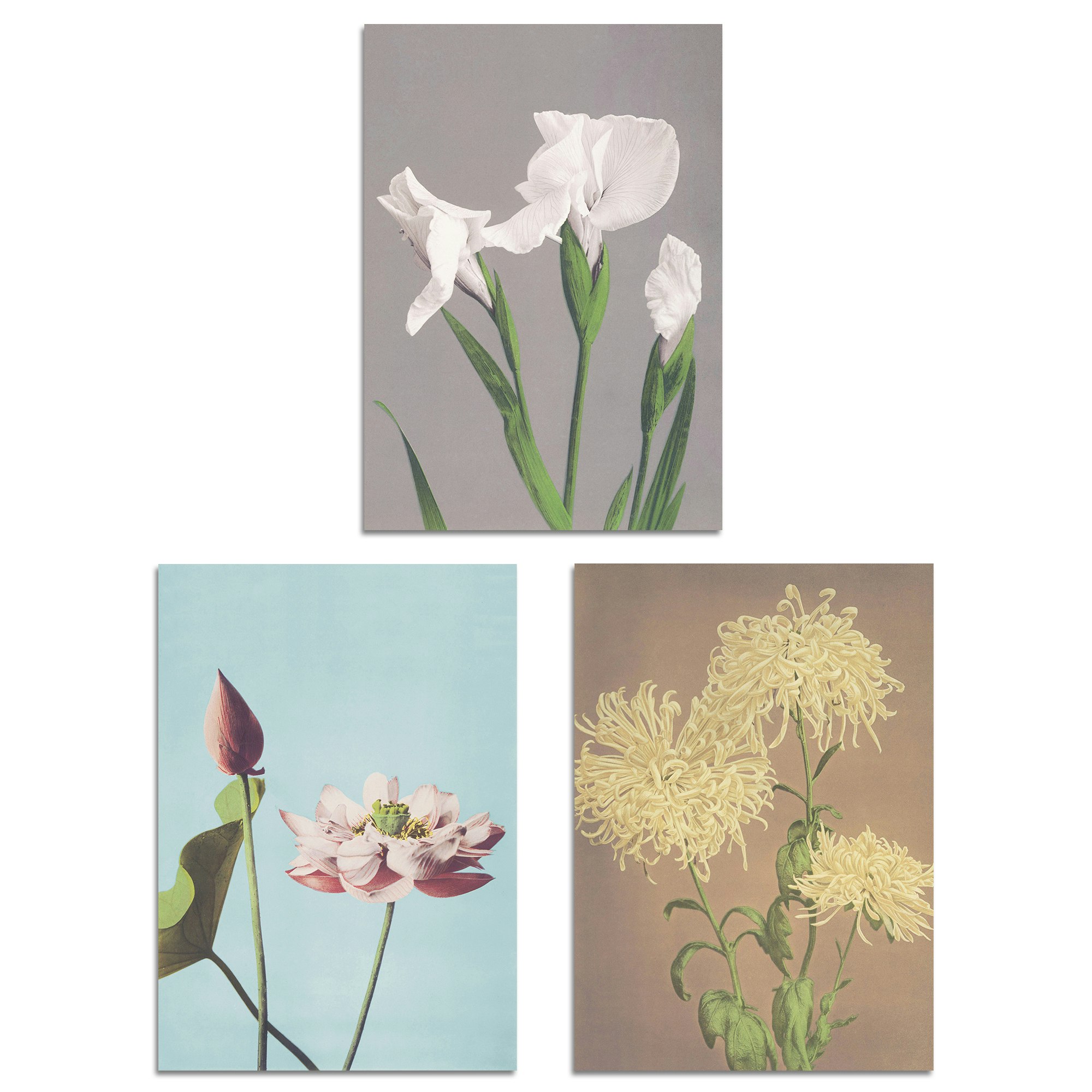 Set of 3 Vintage Japanese Floral Botanical Flowers A3 Wall Art