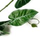 image 2 of Artificial Hanging Trailing Plant Amazonica Plant