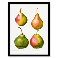 Pierre J Redoute Framed Wall Art Pear Fruit Vintage Illustration Home Décor