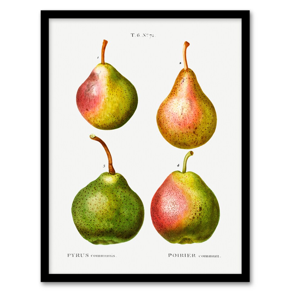 image 1 of Pierre J Redoute Framed Wall Art Pear Fruit Vintage Illustration Home Décor