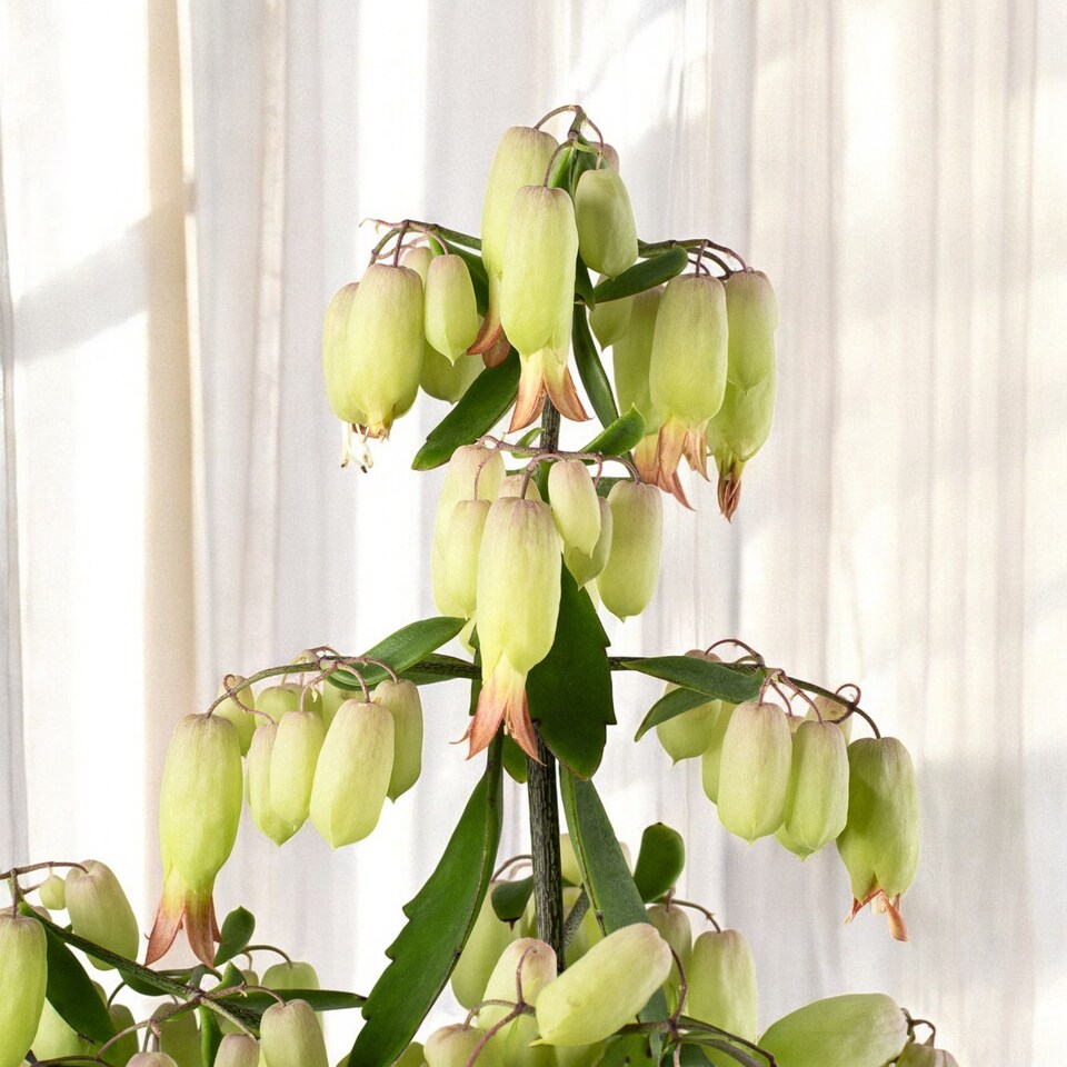 image 1 of 1 x Kalanchoe Pinnata Magic Bells in 14cm Pot - Easy Care Indoor Houseplant