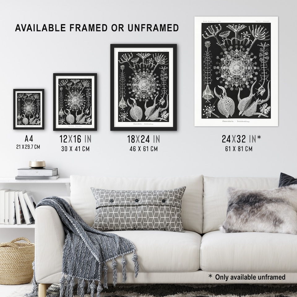 image 1 of Phaeodaria Marine Life Haeckel Botanical Huge Wall Art Print 18X24 In