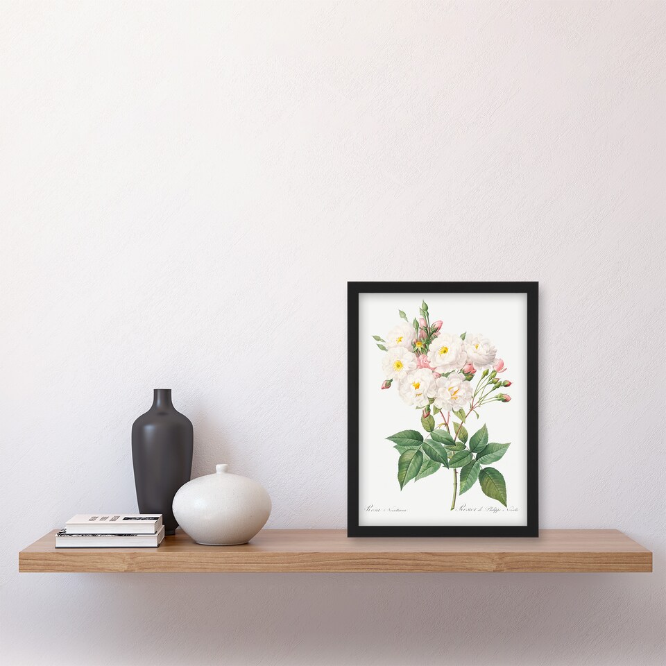image 1 of Redoute Framed Wall Art Noisette Rose Vintage Floral Illustration Home Décor
