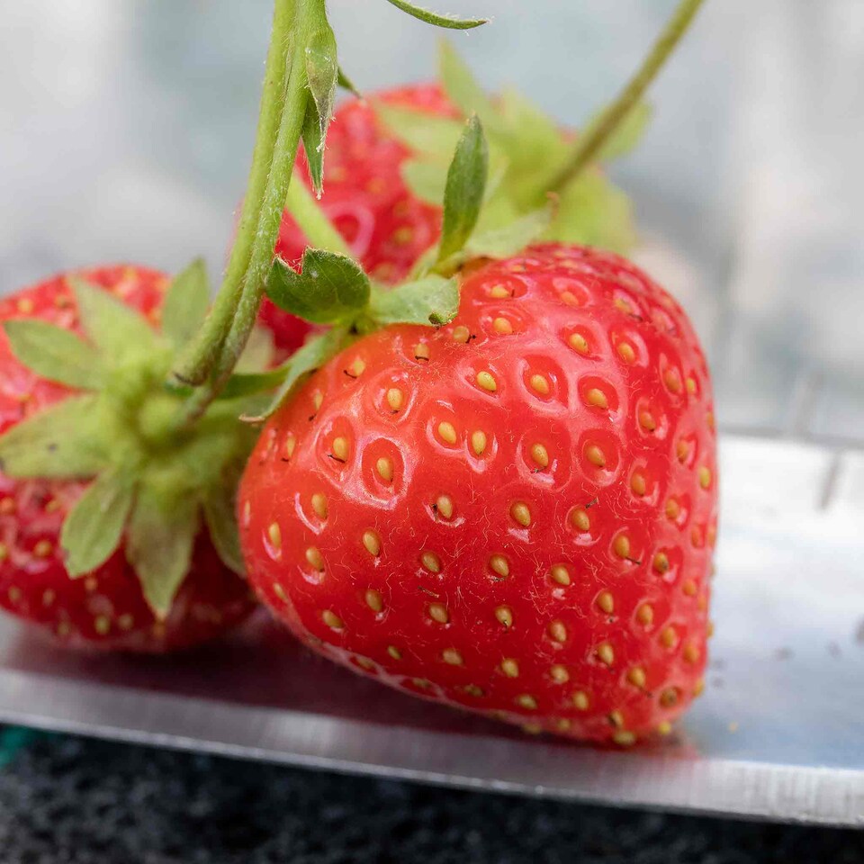 image 1 of Marshalls Garden Strawberry 'Malling Centenary' Premium Bare-Root Plants