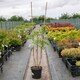image 6 of Marshalls Garden Wisteria 'Amethyst Falls' Compact Purple Climber | Purple | Purple | 7.5L Plants