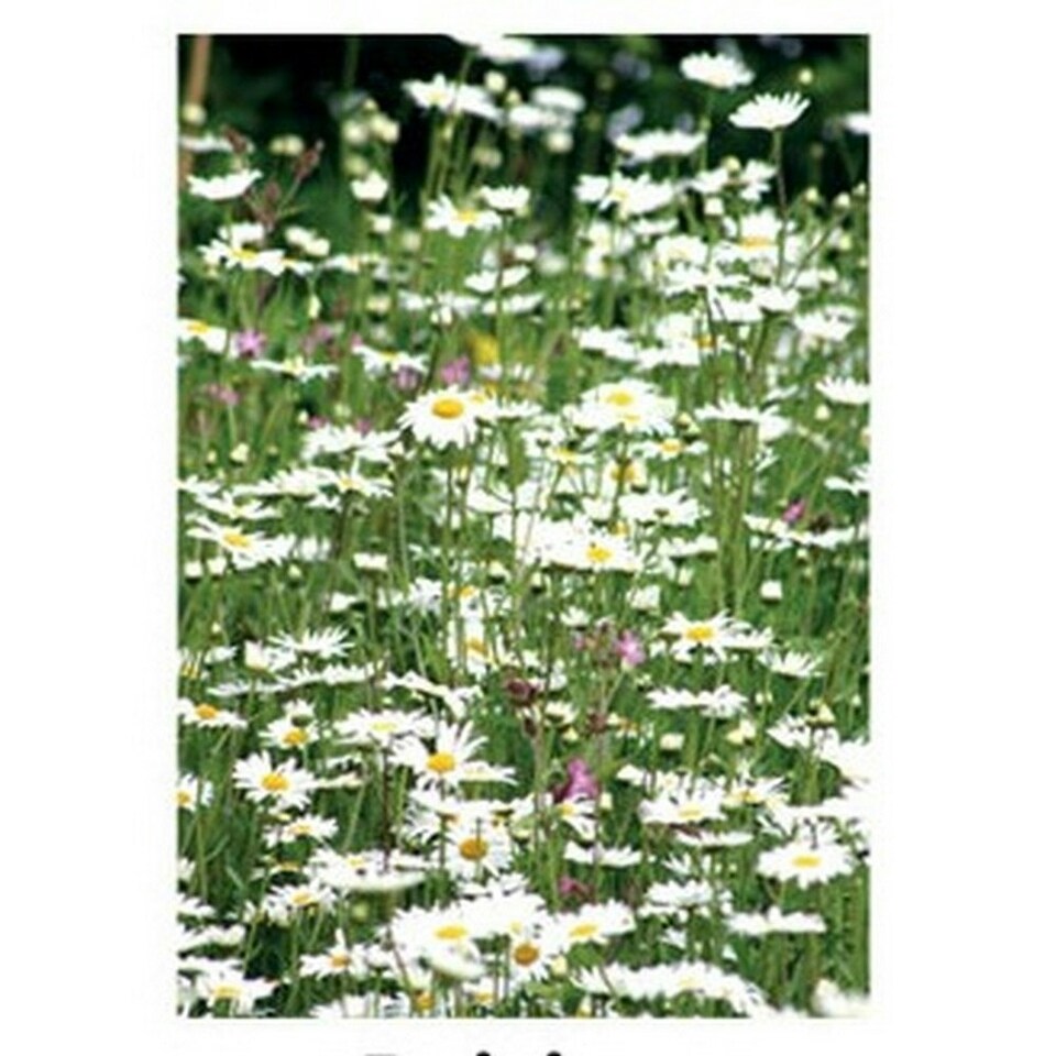 Kevin Milner Daisies Countryside Greetings Card - White/Green - One Size