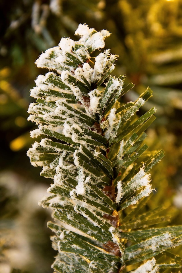 image 1 of Christmas Tree World  6ft/180cm Arbor Vitae Fir Half Christmas Tree