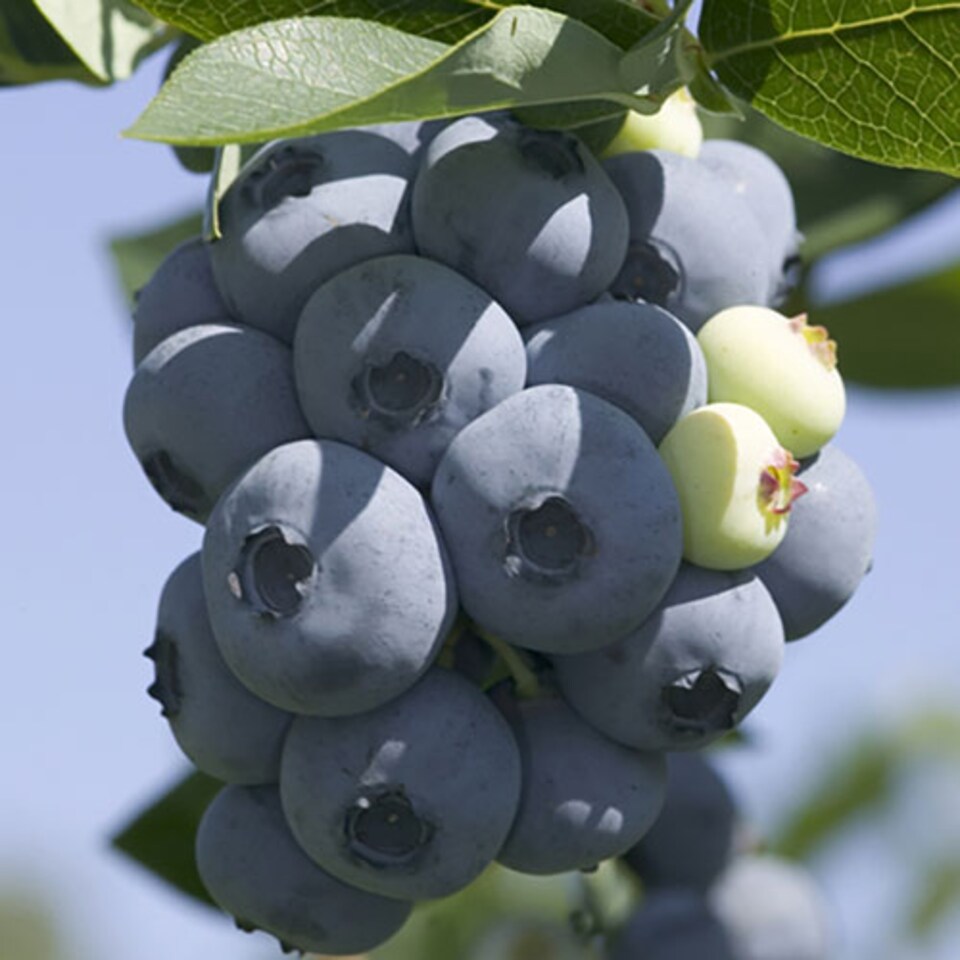 image 1 of You Garden - 3 x Blueberry Bushes in 9cm Pots - 3 Varieties 'Hanover' 'Blueray' 'Ozark Blue' Superfruit Blueberry Plants