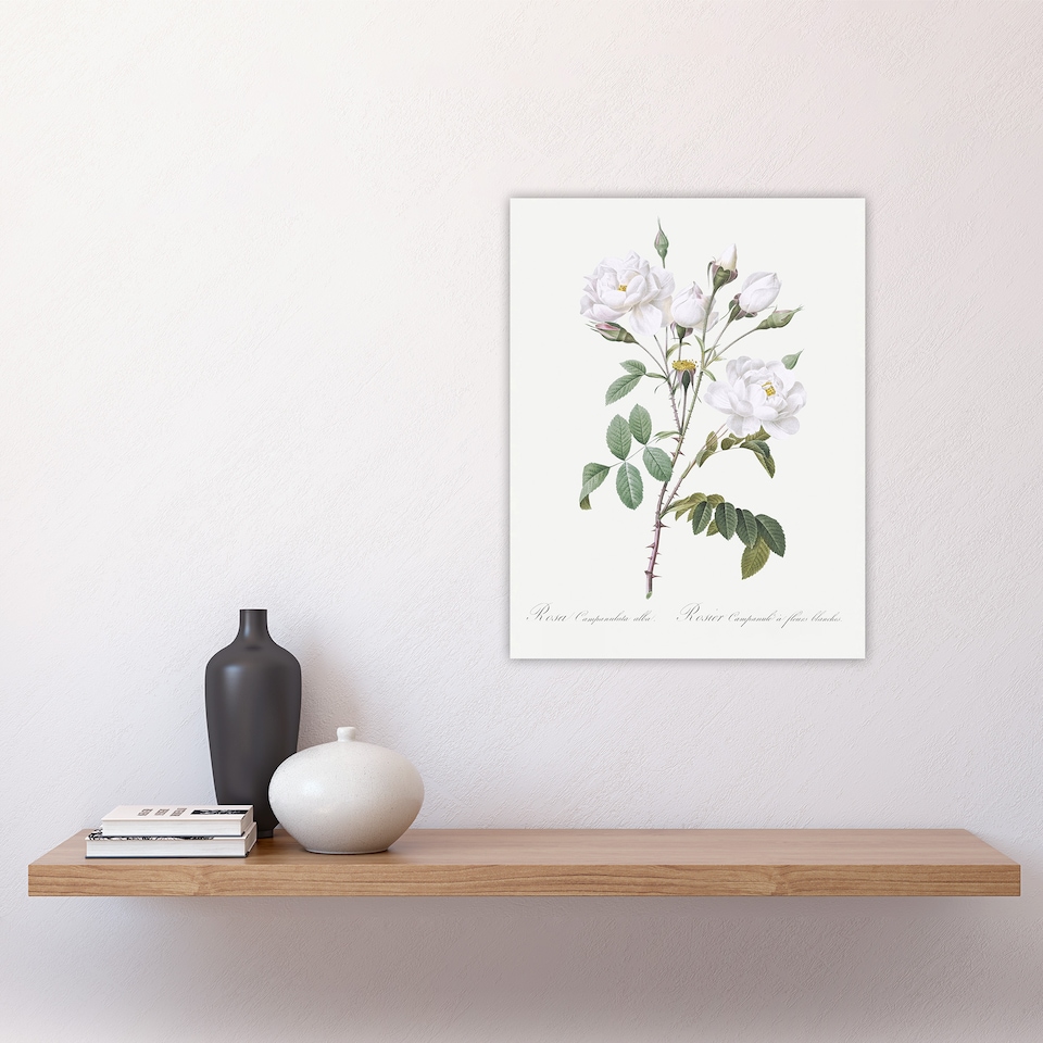 image 1 of White Rose Floral Illustration Redoute Vintage Wall Art Poster Print 12X16"