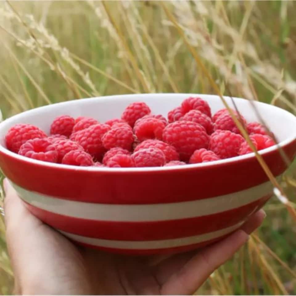 image 1 of Breakfast Bowl: 1 x 17cm Cereal Bowl Cornishware Red, Ceramic