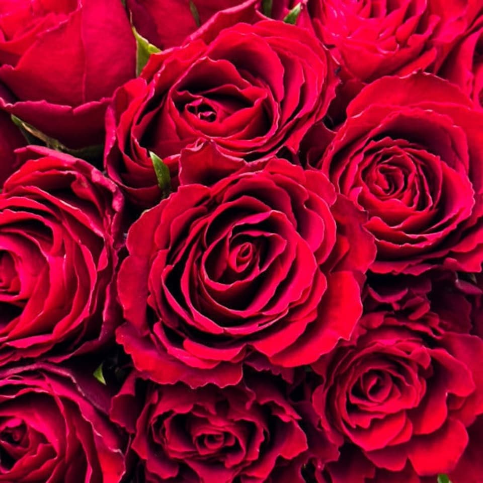 image 1 of 50 Classic Red Roses
