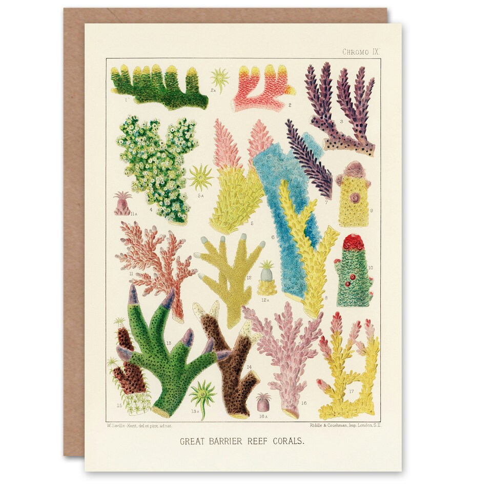 image 1 of William Saville Kent Art Card Great Barrier Reef Corals