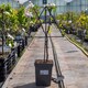 image 6 of Marshalls Garden Patio Apple 'Golden Delicious' - Compact Dessert & Cooking Apple | Yellow | Yellow, Orange