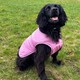 image 9 of HugglePets Arctic Armour Dog Coat Pink | XL