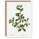 image 1 of Pierre-Joseph Redouté Art Card Italian Buckthorn Vintage Botanical