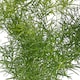 image 2 of Houseplant Asparagus Fern | Multi | Green | Seeds | 1