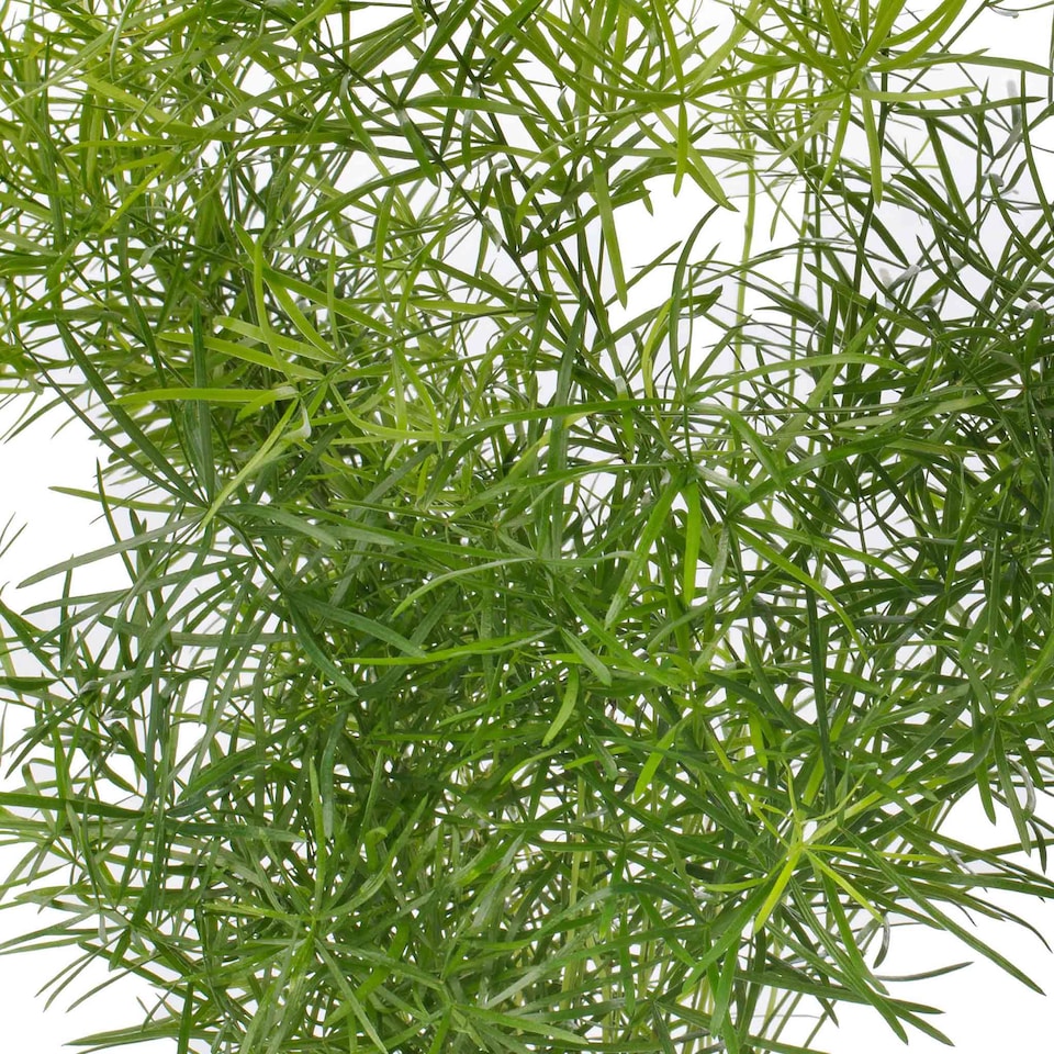 image 1 of Houseplant Asparagus Fern | Multi | Green | Seeds | 1
