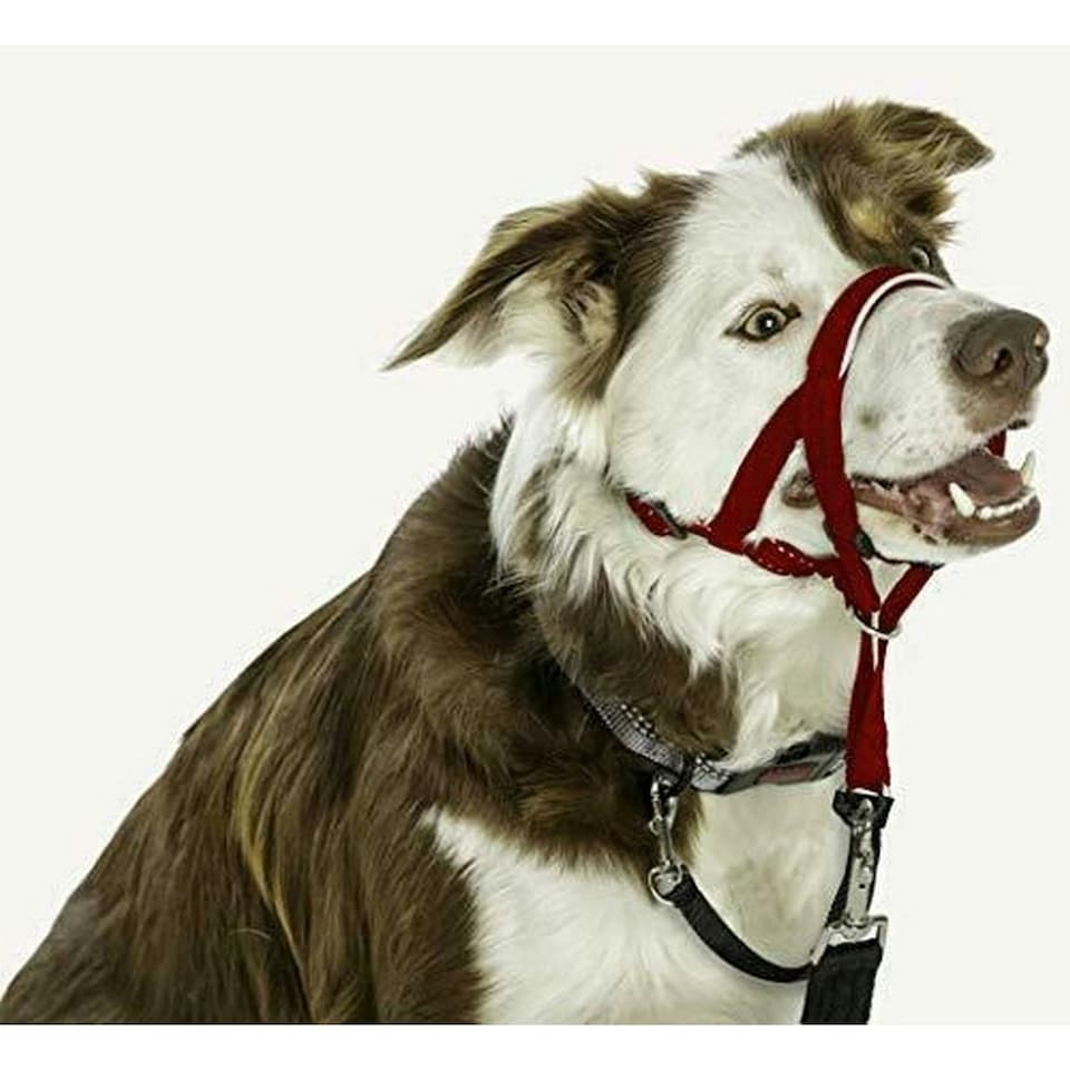 image 1 of Halti Dog Head Collar - Red - 4