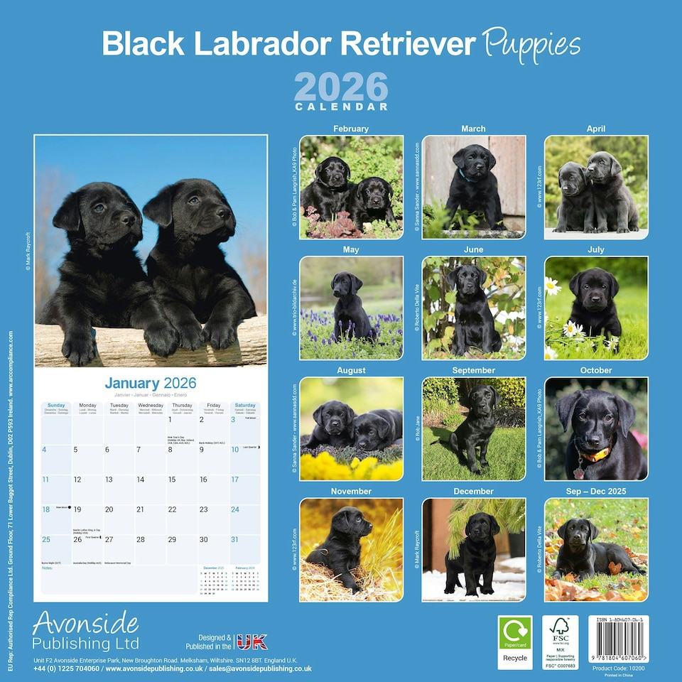 image 1 of Black Labrador Puppies 2026 Calendar | Square Wall Calendar | Dog Breed Gift | Plastic Free Packaging | by Avonside Publishing