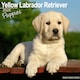 image 1 of Yellow Labrador Puppies 2026 Calendar | Square Wall Calendar | Dog Breed Gift | Plastic Free Packaging | by Avonside Publishing