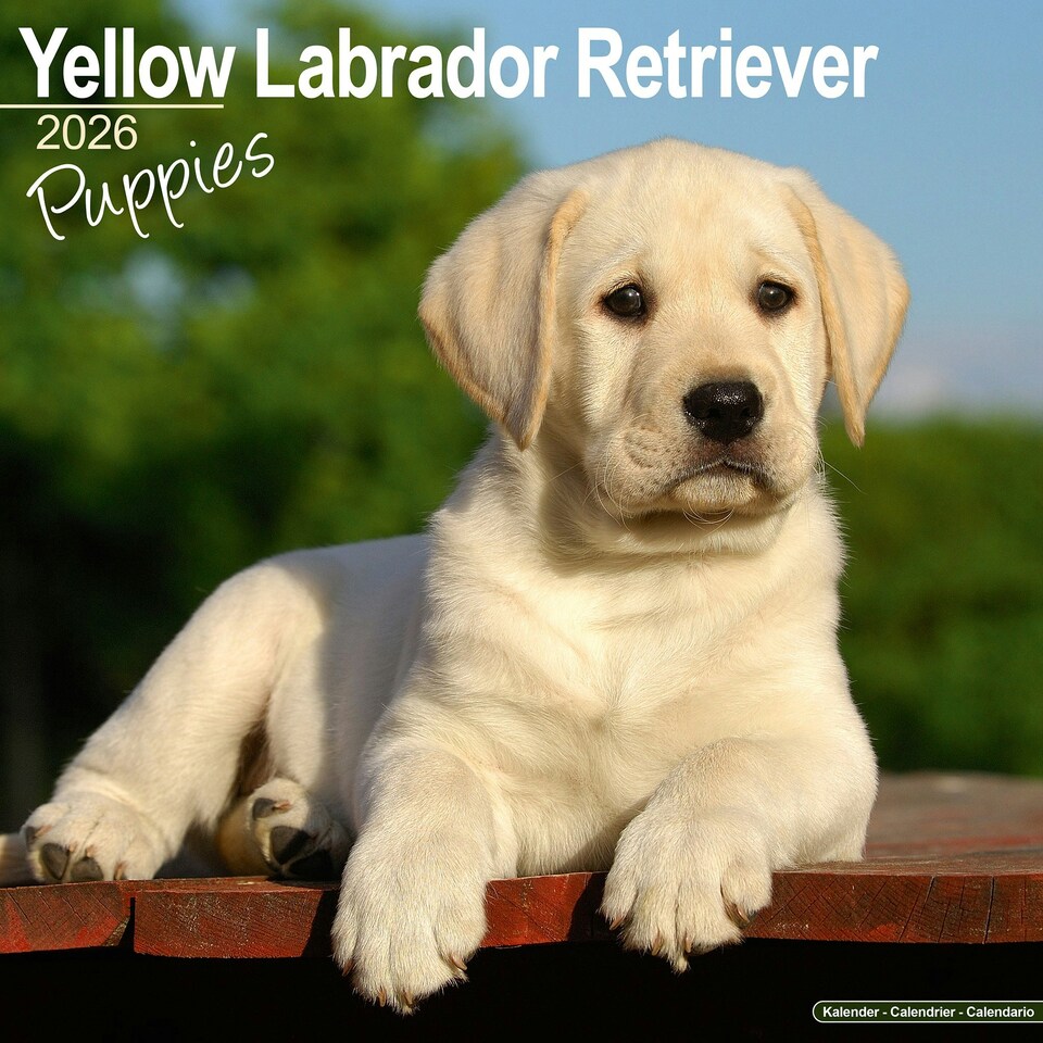 image 1 of Yellow Labrador Puppies 2026 Calendar | Square Wall Calendar | Dog Breed Gift | Plastic Free Packaging | by Avonside Publishing