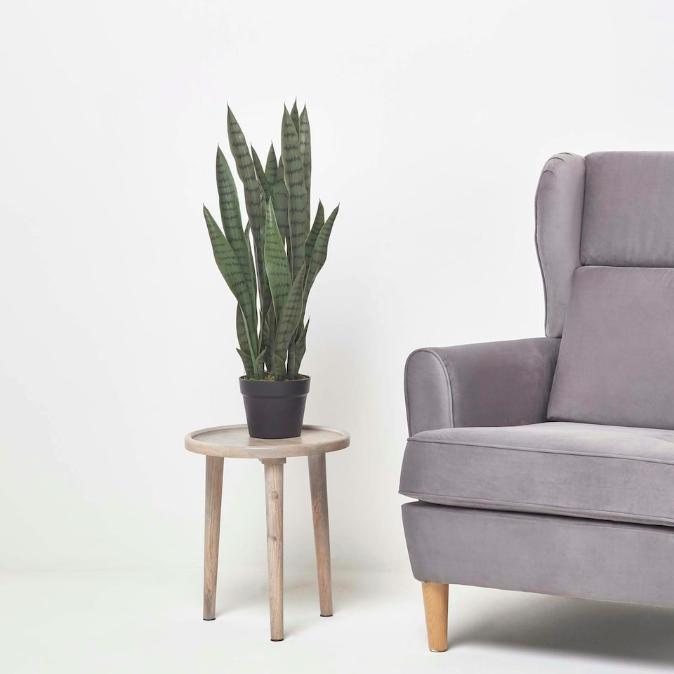 image 1 of Homescapes Green Snake Plant, 74 cm Tall