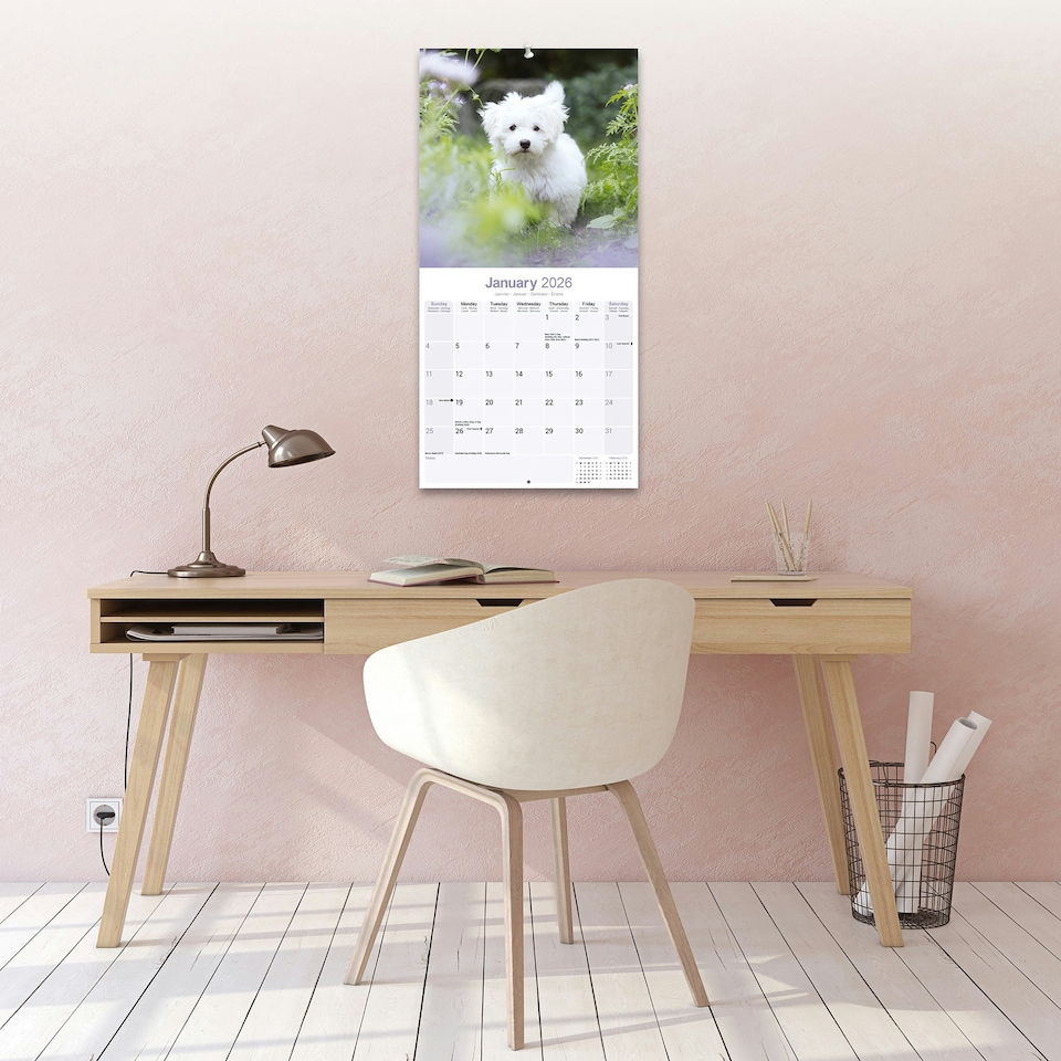 image 1 of Maltese 2026 Calendar | Square Wall Calendar | Dog Breed Gift | Plastic Free Packaging | by Avonside Publishing
