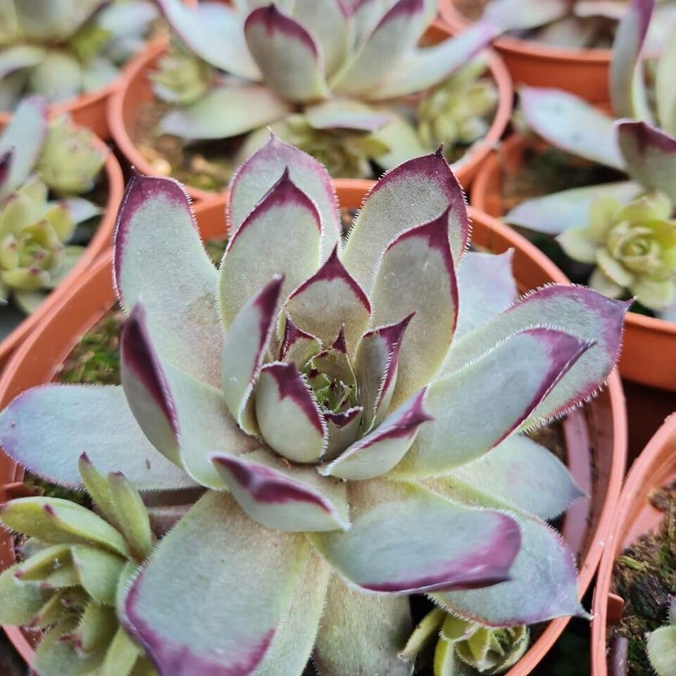 image 1 of Sempervivum Chick Charms Grape Galaxy - Silvery-Violet Aubergine Tips Drought-Tolerant Evergreen Succulent 1x or 3X 9cm Pots