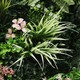 image 3 of True Products Combo Set of 3 Premium Artificial Living Wall Green Plant Panel 1m x 50cm Florence A B C